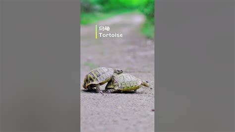 乌龟|Tortoise